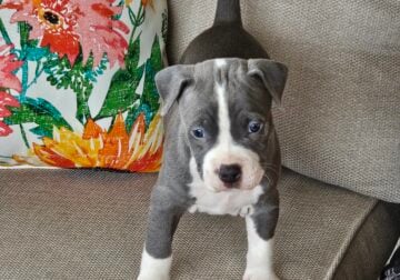 Blue Nose Pitbull Puppies