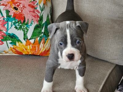 Blue Nose Pitbull Puppies