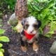 Mini Bernedoodle puppy Cooper