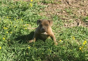 Abkc pocket bullies adults & puppies