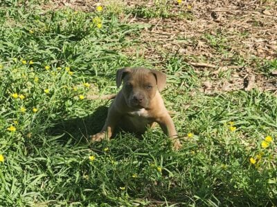Abkc pocket bullies adults & puppies