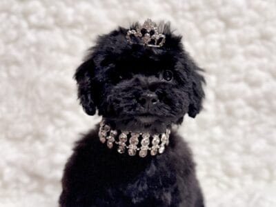 Poodle female black toy