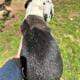 Great Dane puppies