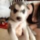 Husky babies
