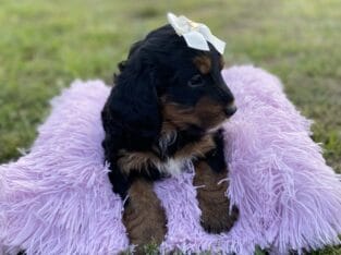 Bernedoodle Puppies