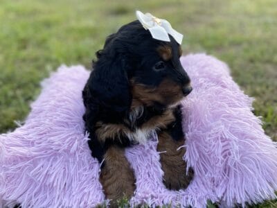 Bernedoodle Puppies