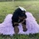 Bernedoodle Puppies