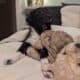 5 Miniature Aussiedoodle puppies
