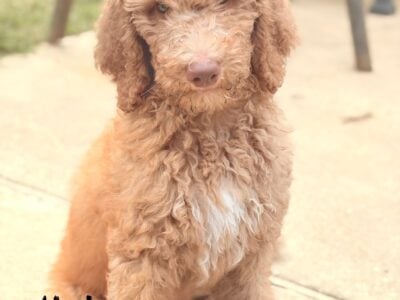 Standard Goldendoodles