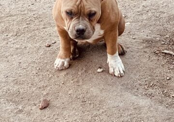 Sable Pocket/Standard bully
