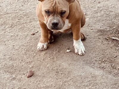 Sable Pocket/Standard bully