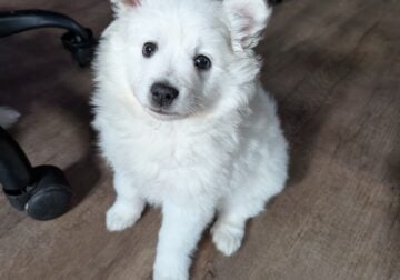 American Eskimo