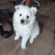 American Eskimo