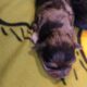 MERLE MORKIES AND YORKIES