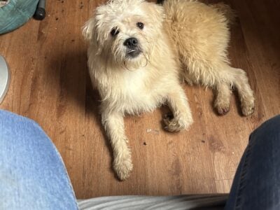 9 Mo old male pugapoo
