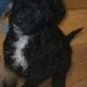 Mini-Bernadoodles F1B puppies