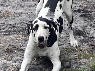 Australian Shepherd / Great Dane pups