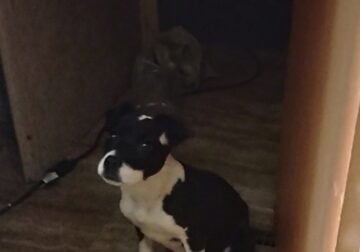 Pit bull puppy