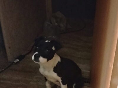 Pit bull puppy