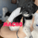 German Shorthaired Pointer x Golden Doodle Puppies