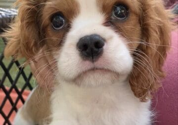 Meet Cooper Alexander 10 month old male