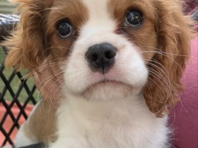 Meet Cooper Alexander 10 month old male