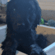 Golden Doodles F1 Standard