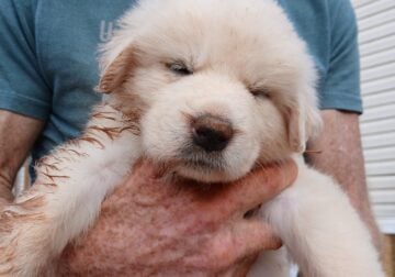 Great Pyrennes LGD Puppies
