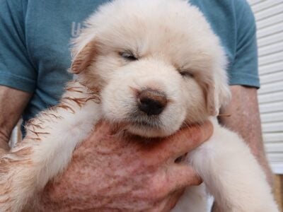Great Pyrennes LGD Puppies
