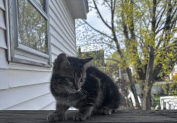 10 week old kittens for free. 3 males 1 female