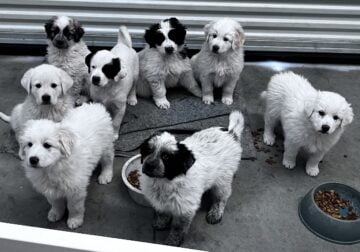 Great Pyrenees mix pups