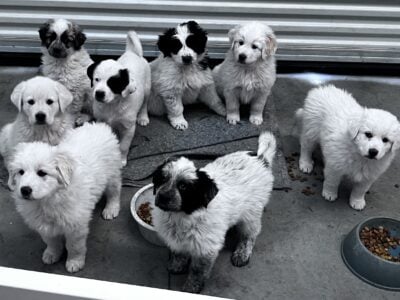 Great Pyrenees mix pups