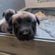 Sweet Malinois puppies