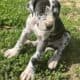 Great Dane puppies