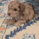5 Miniature Aussiedoodle puppies