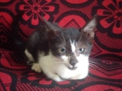 Stray cat