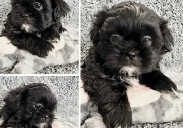 Shih Tzu puppies for sale