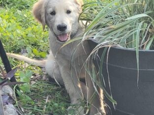 AKC registered puppies