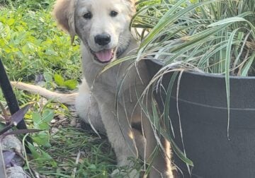 AKC registered puppies