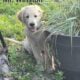 AKC registered puppies
