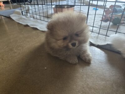 Pomeranian puppies