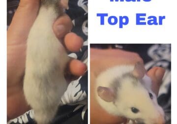 Baby Rats