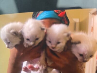 I have kittens born 2 weeks old