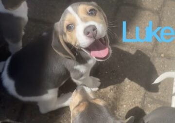 Purebred Blue Beagle – Luke