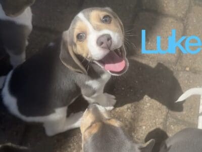 Purebred Blue Beagle – Luke