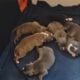 Beautiful American staffordshire terrier puppies