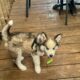 Siberian Huskies