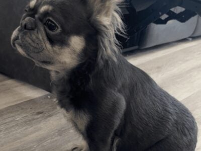 Female Fluffy French Bulldog