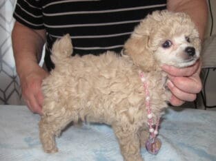 Dixie needs a home!