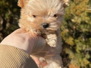Female YorkiePoo color apricot